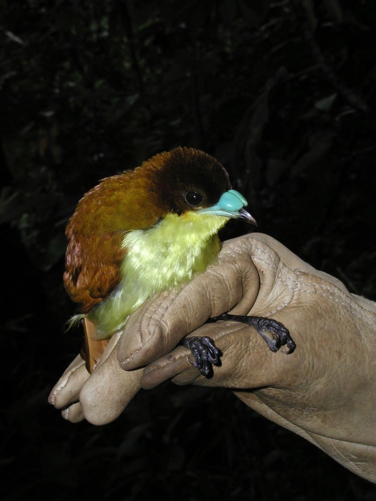 Lelsatijnvogel (Loboparadisea sericea)