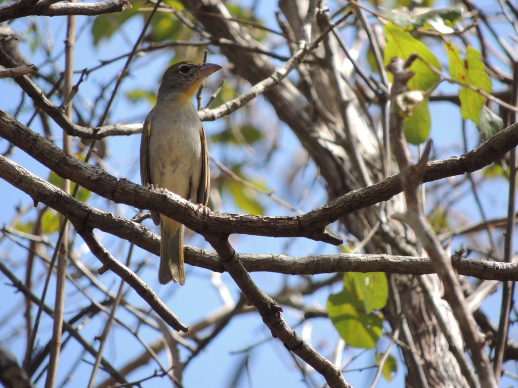 Rose-throated Tanager (Piranga roseogularis)