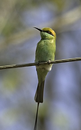 Merops orientalis orientalis (Merops orientalis orientalis)