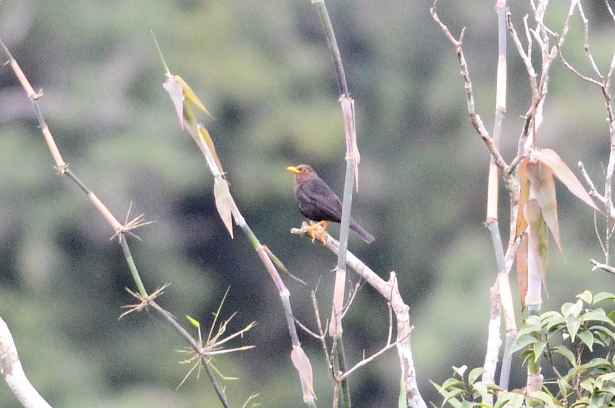 Island Thrush
