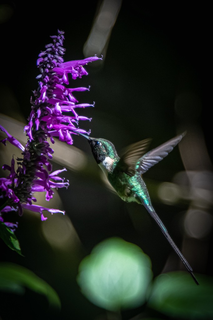 Colibrí Colirraro (Doricha enicura)