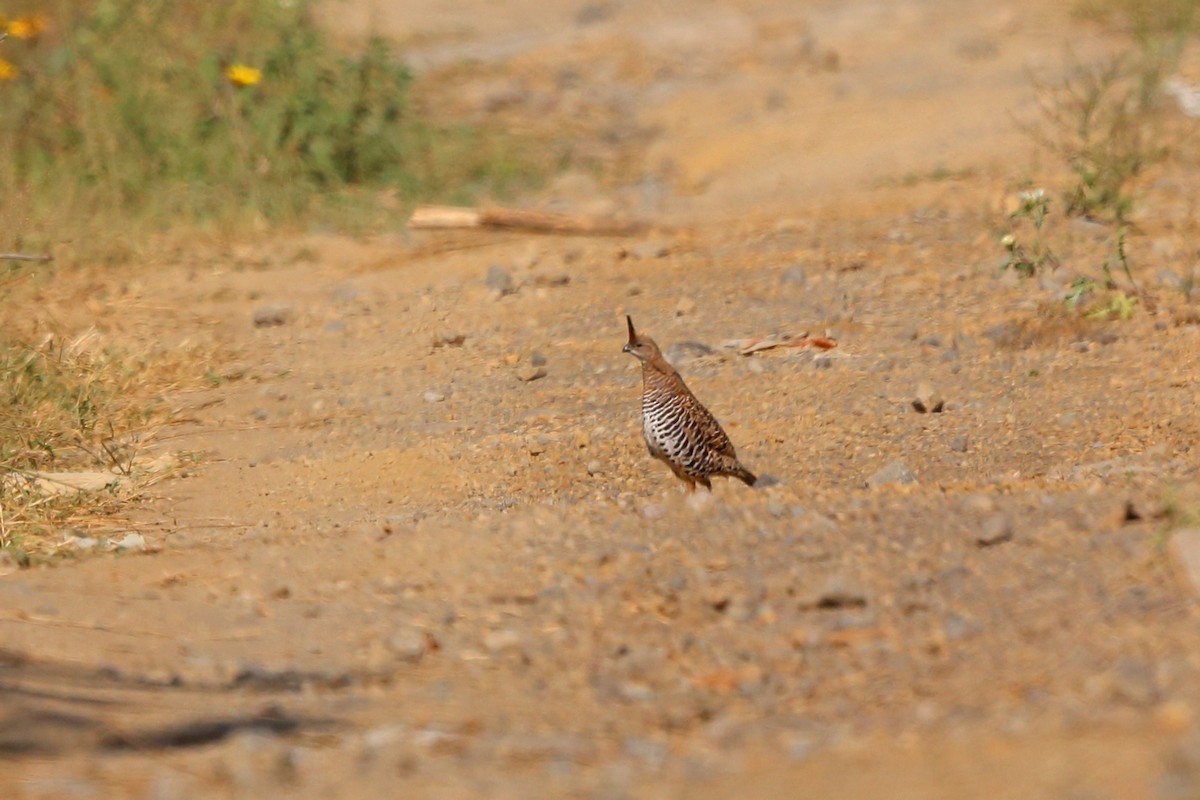 Banded Quails (Philortyx)