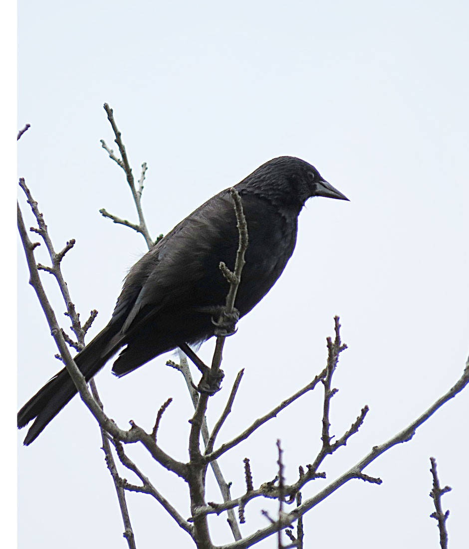 Austral Blackbird (Curaeus curaeus)