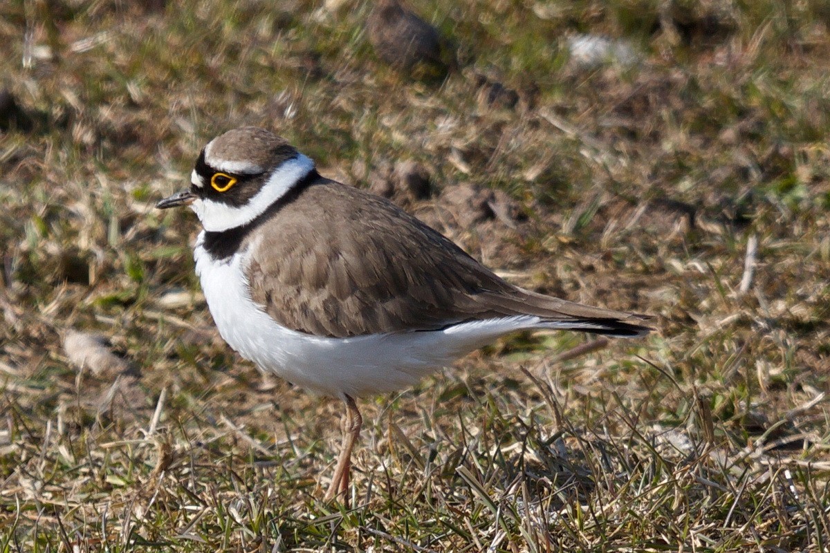 Little Ringed Plover - Wader Quest