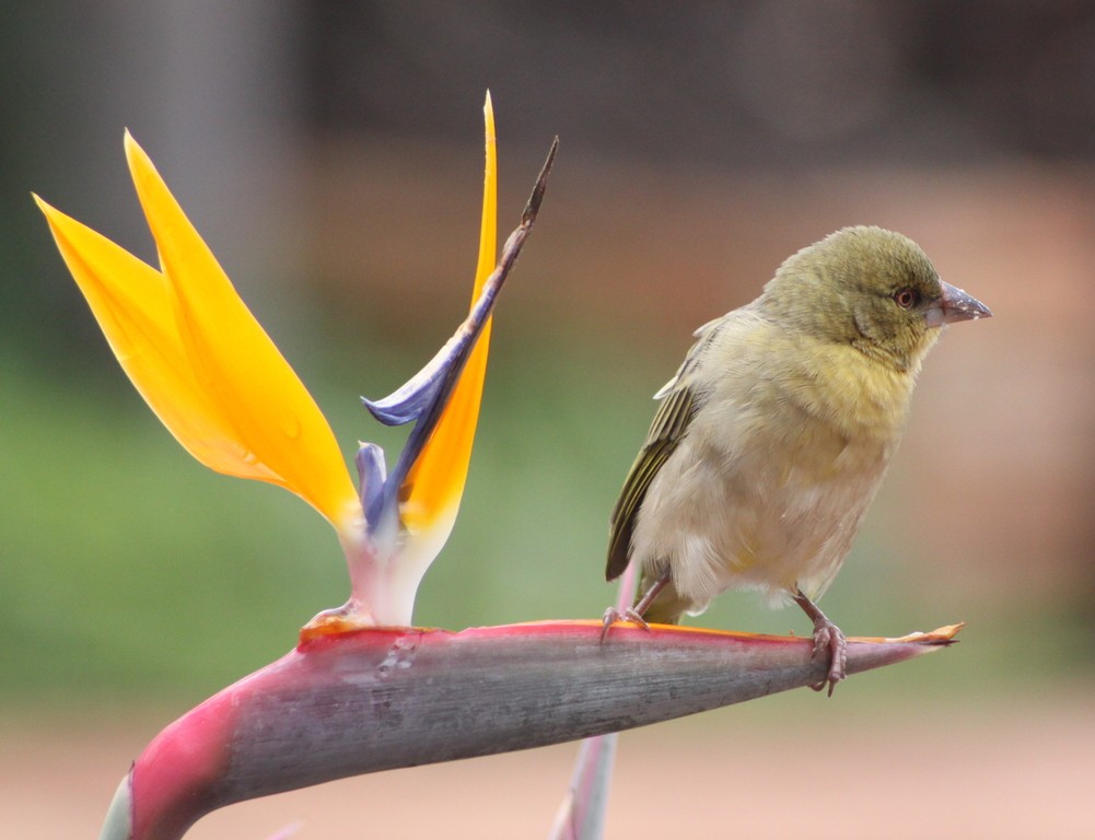 Tisserin à tête rousse (Ploceus velatus)