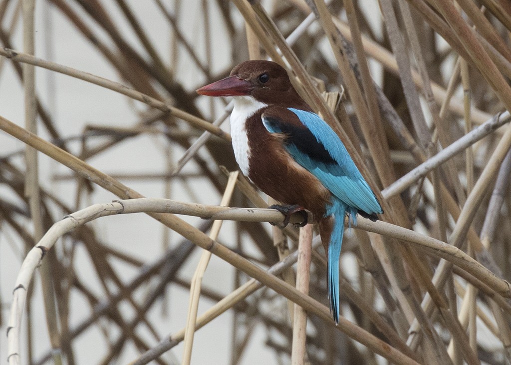 Martim-caçador-de-papo-branco (Halcyon smyrnensis)