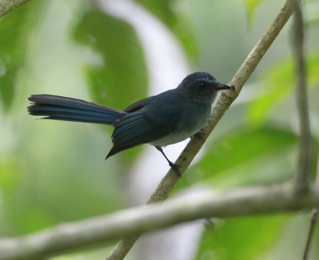 Abanico azul de Mindanao (Rhipidura superciliaris)