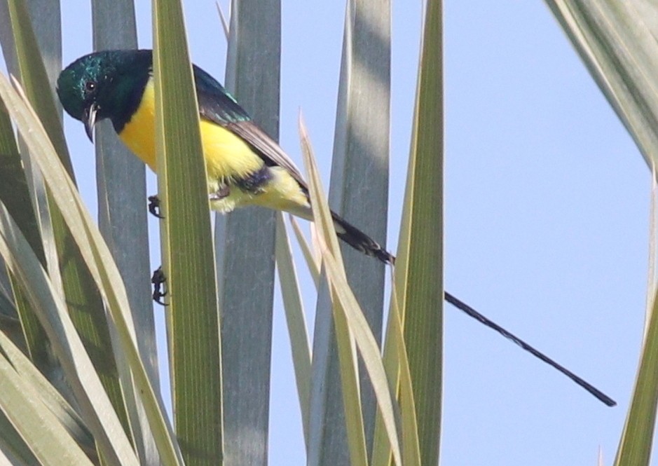 Nile Valley Sunbird