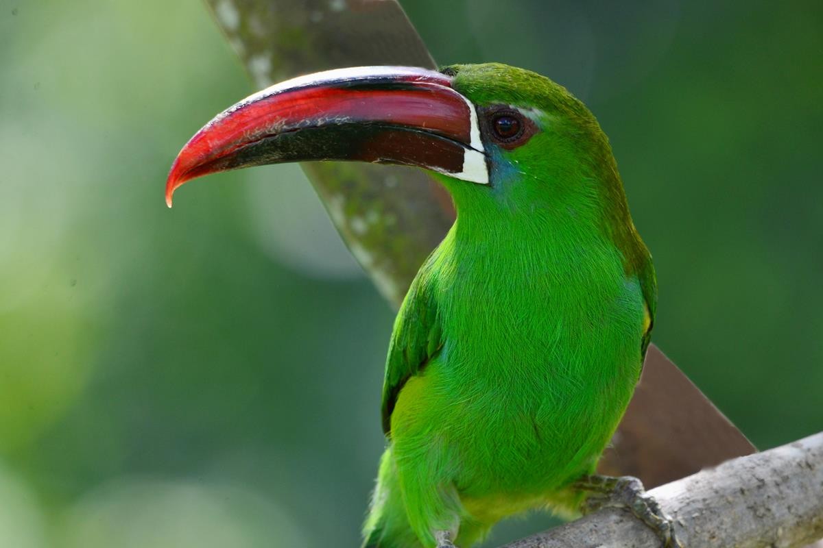 Emerald Toucanets and Allies (Aulacorhynchus)