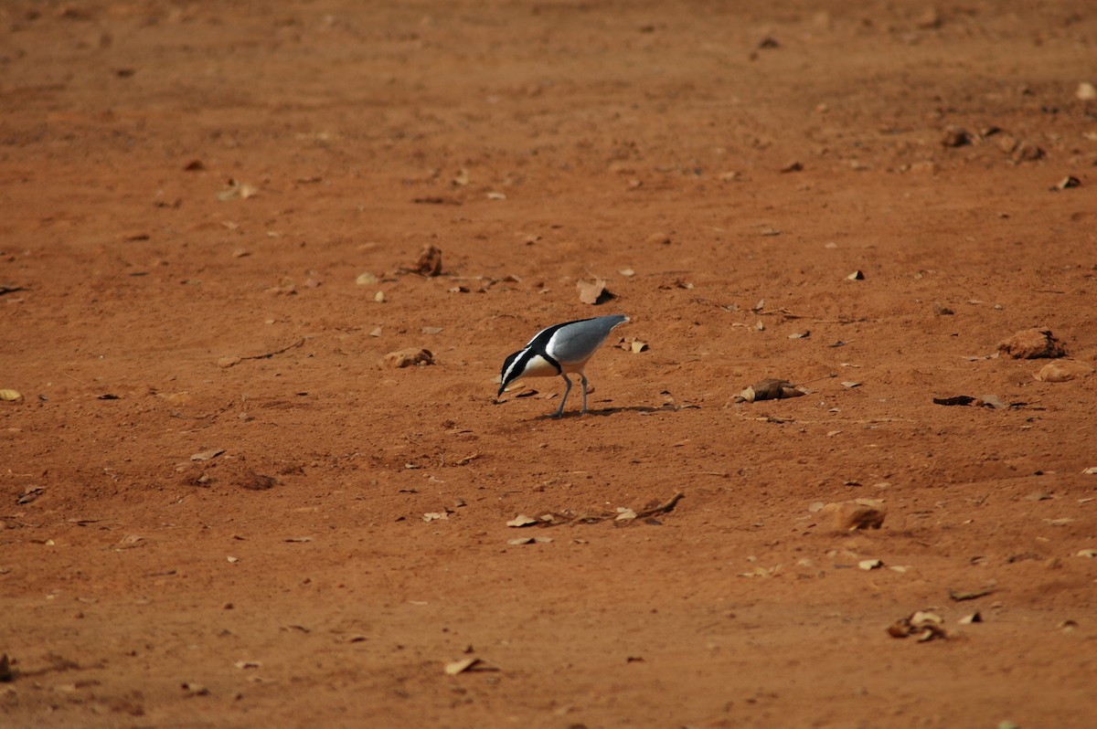 Plover (Pluvianus)