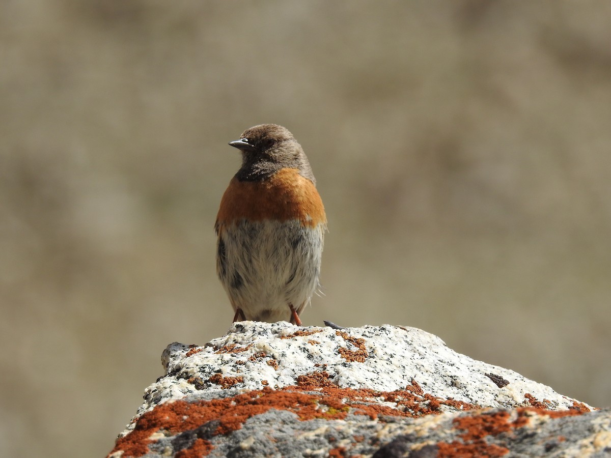 ムネアカイワヒバリ (Prunella rubeculoides)