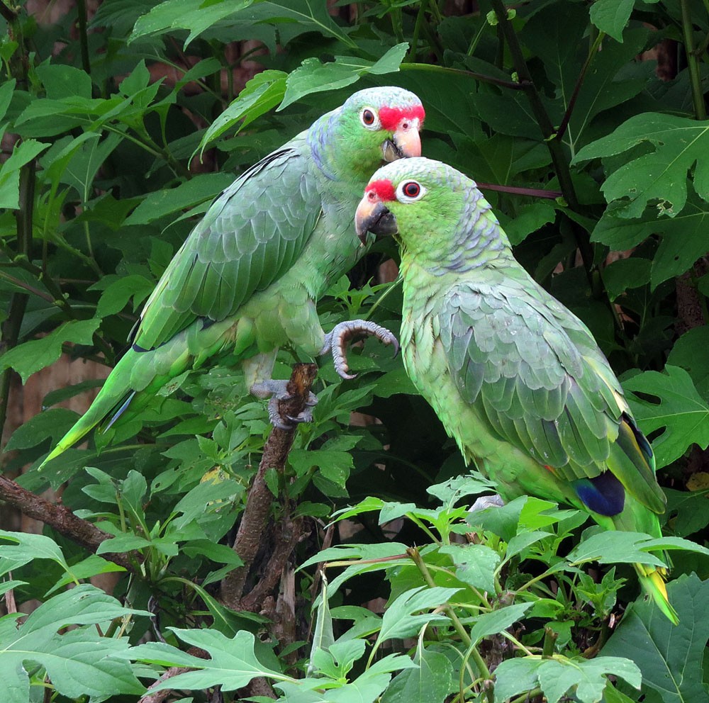 Papagaio-de-loros-vermelhos (Amazona autumnalis)