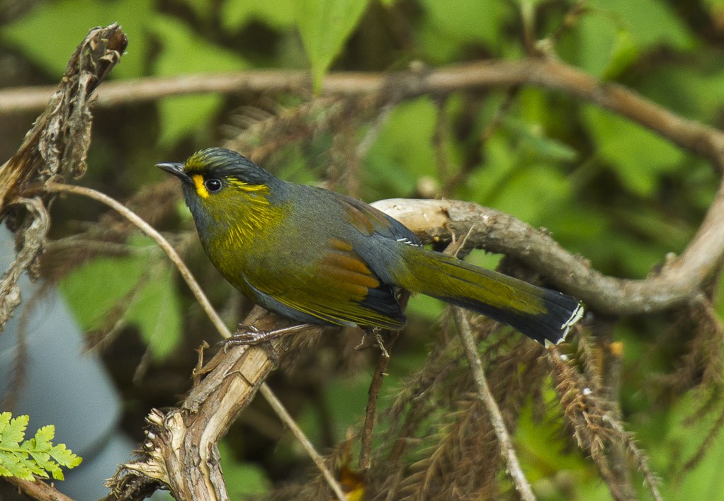 Steeres Timalia (Liocichla steerii)