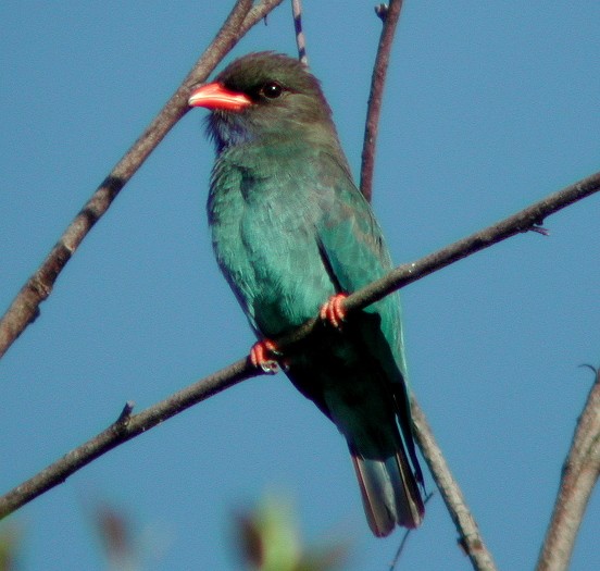 Rolle oriental (Eurystomus orientalis)