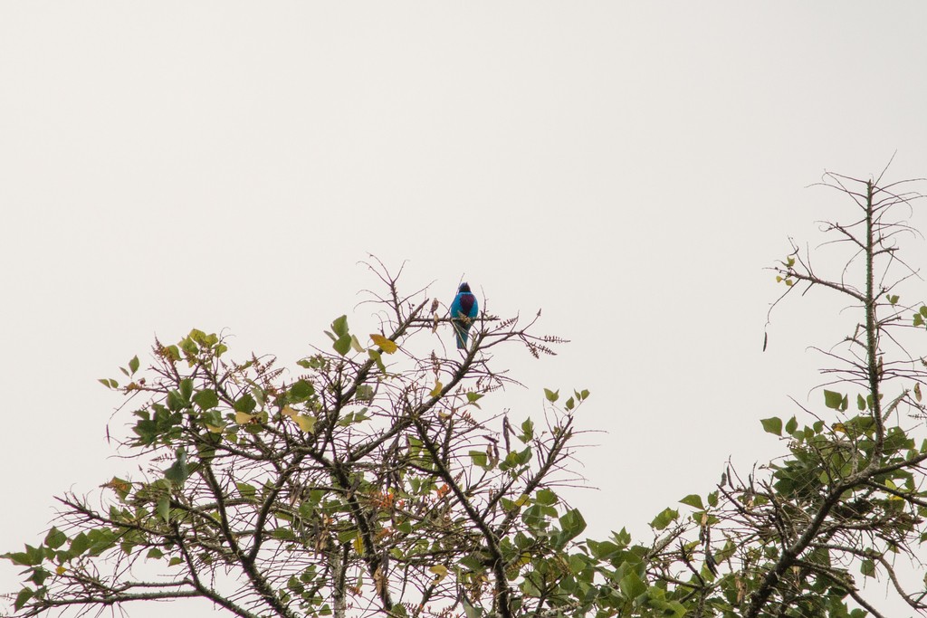 秀麗傘鳥 (Cotinga amabilis)