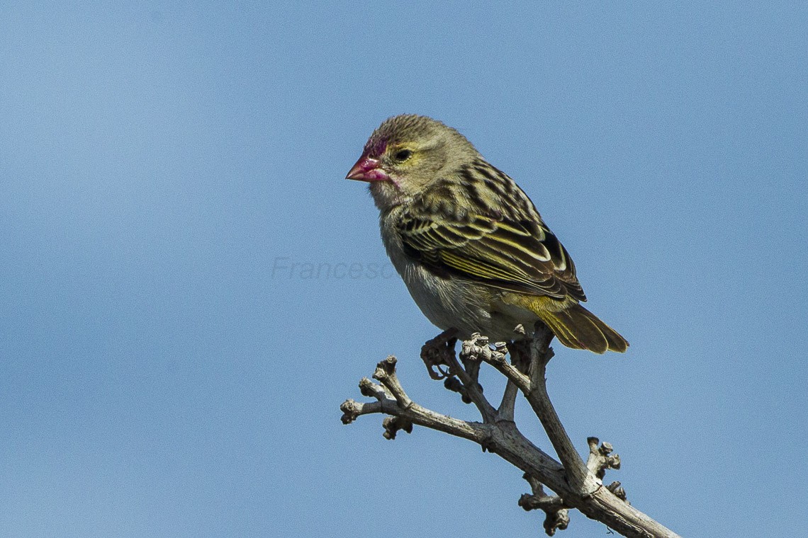 Red Fody (Foudia madagascariensis)