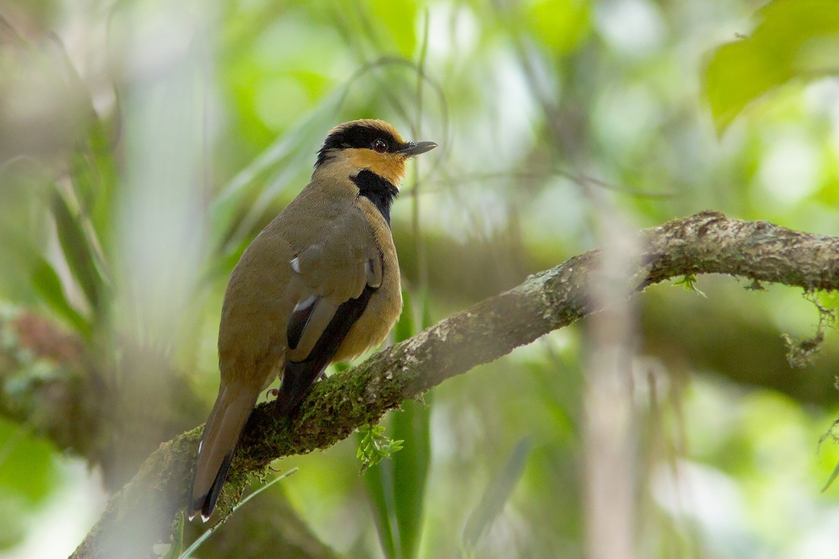 Cacciafrutta pettonero (Chlamydochaera jefferyi)