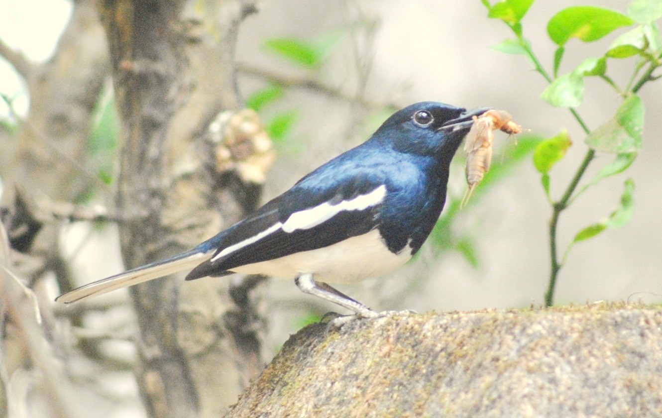 Oriental magpie-robin (Copsychus saularis saularis)