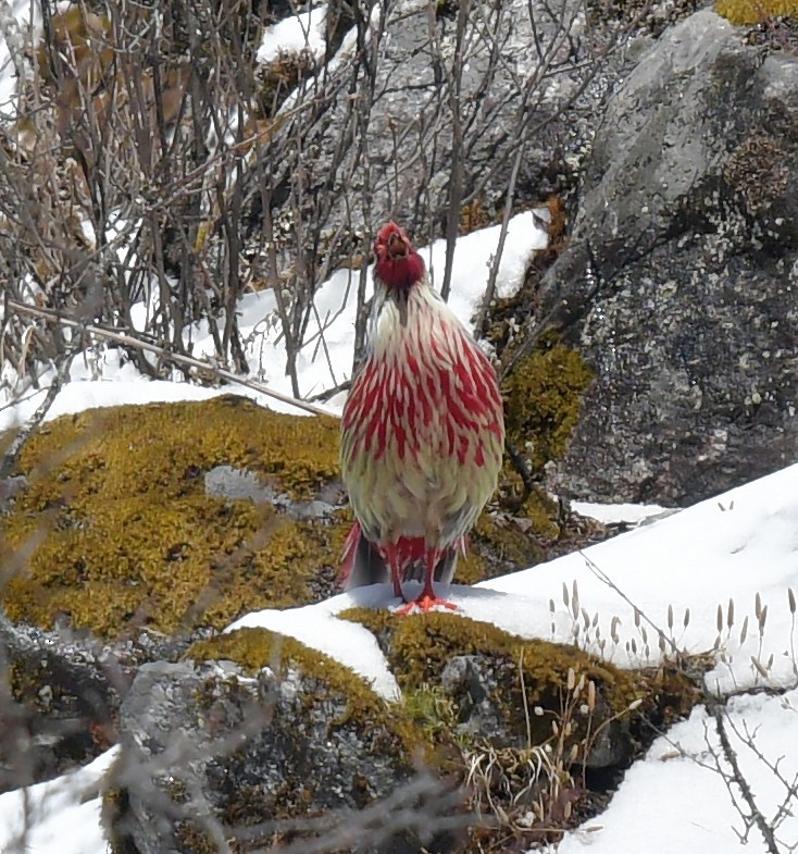 Blood Pheasant (Ithaginis cruentus)