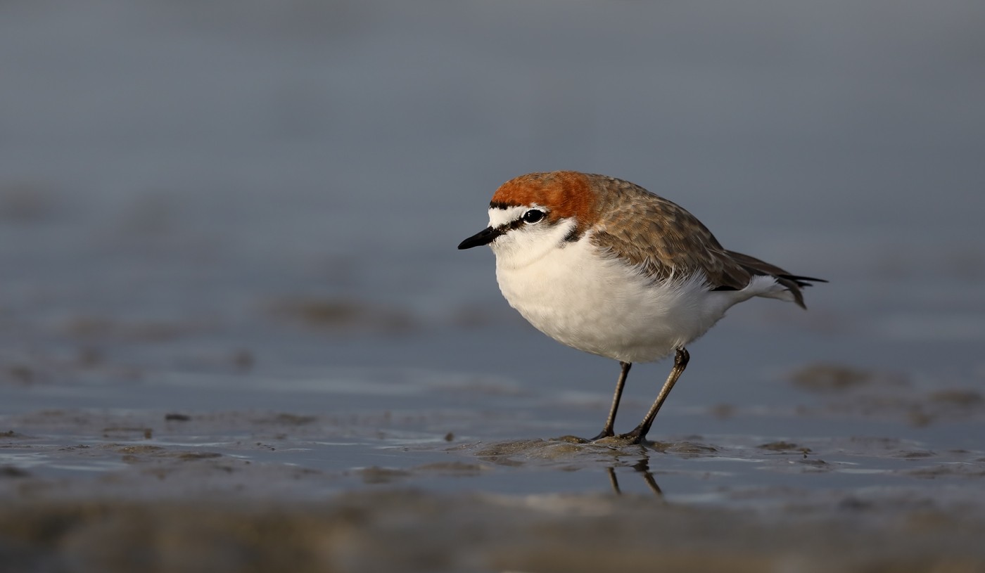 Roodkopplevier (Charadrius ruficapillus)