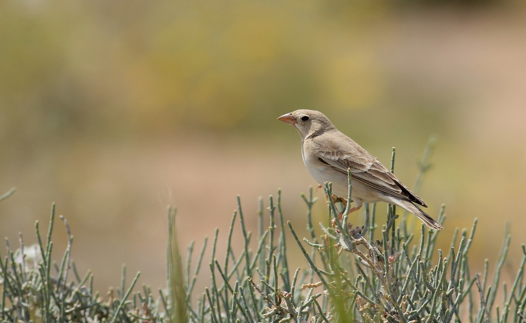 Короткопалый воробей (Carpospiza brachydactyla)