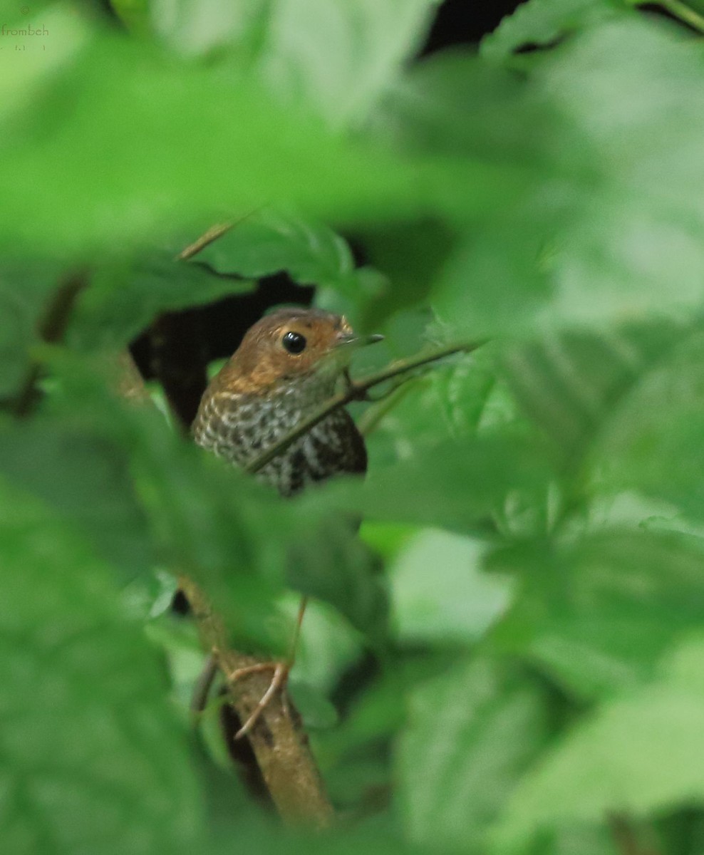 タカサゴミソサザイ (Pnoepyga pusilla)