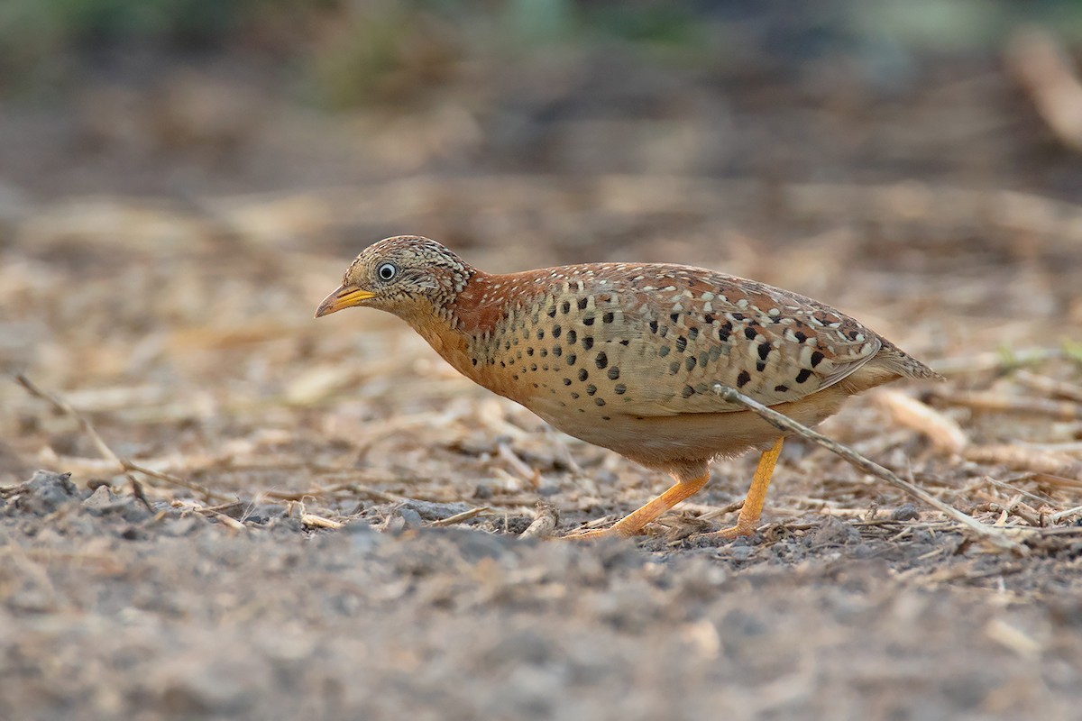 Yellow-legged Buttonquail (Turnix tanki)