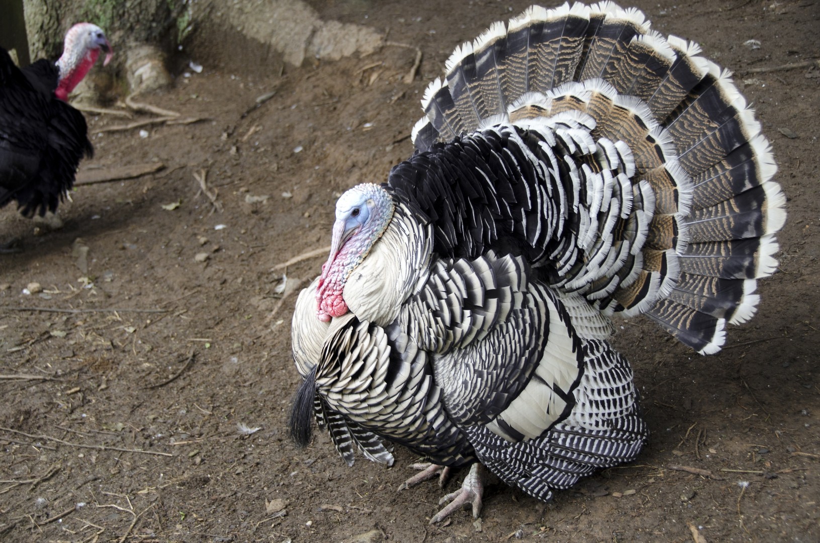 Meleagris gallopavo domesticus 'Narragansett' (Meleagris gallopavo domesticus 'Narragansett')