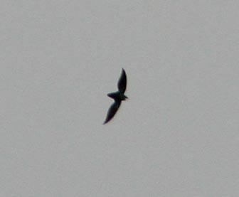Filipijnse Gierzwaluw (Mearnsia picina)