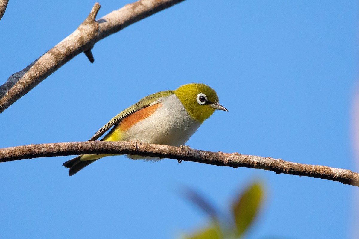 紅脇繡眼 (Zosterops erythropleurus)