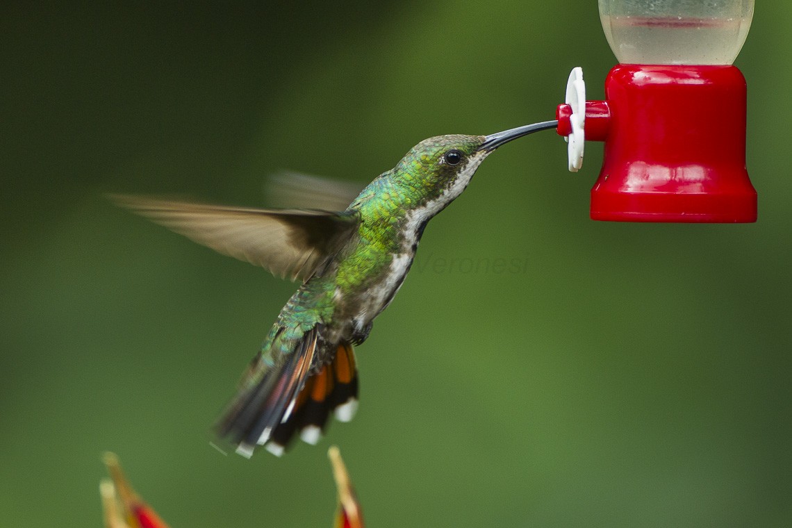 Groenborstmango (Anthracothorax prevostii)