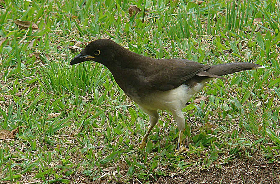 チャイロカケス (Psilorhinus morio)