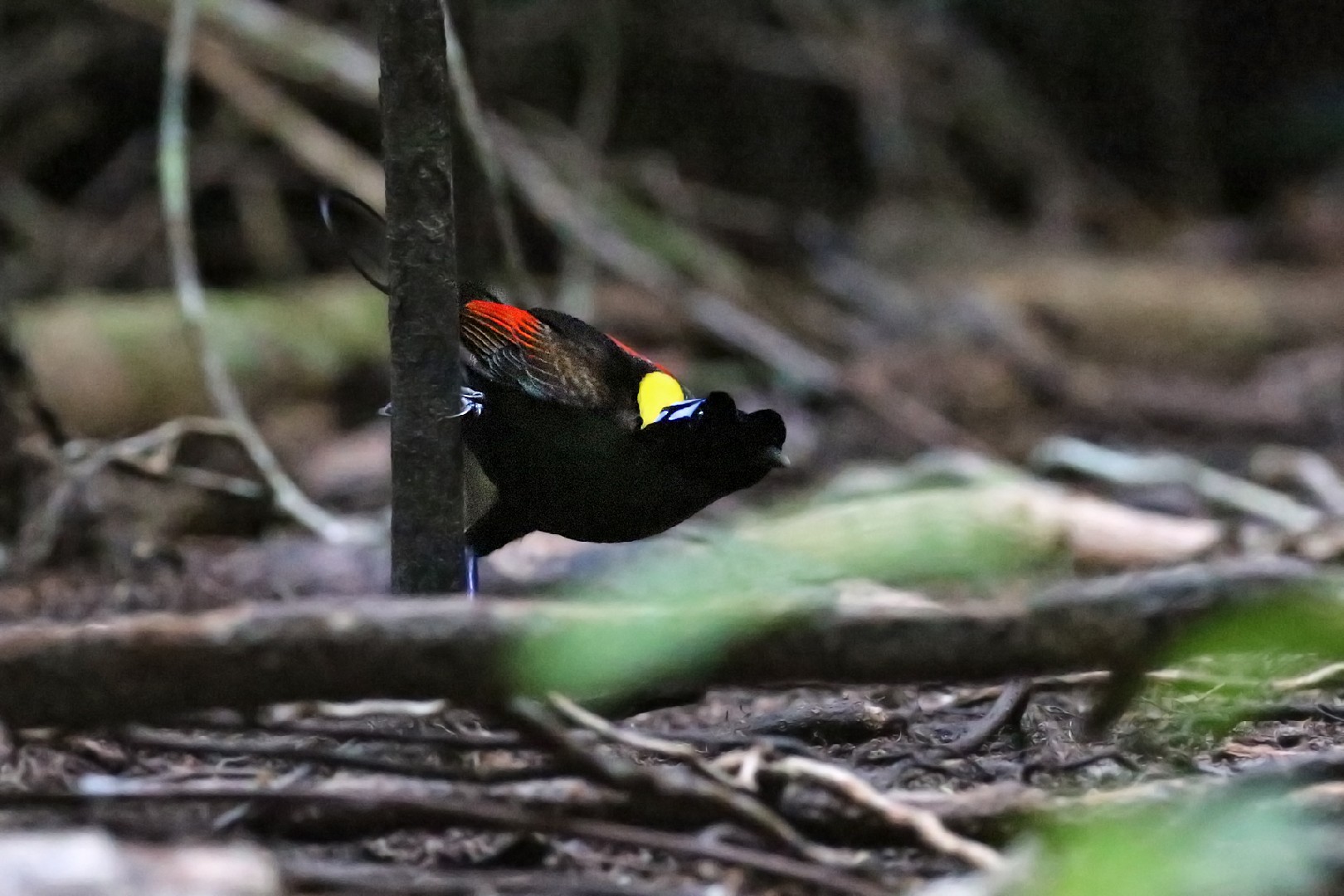 アカミノフウチョウ (Diphyllodes respublica)