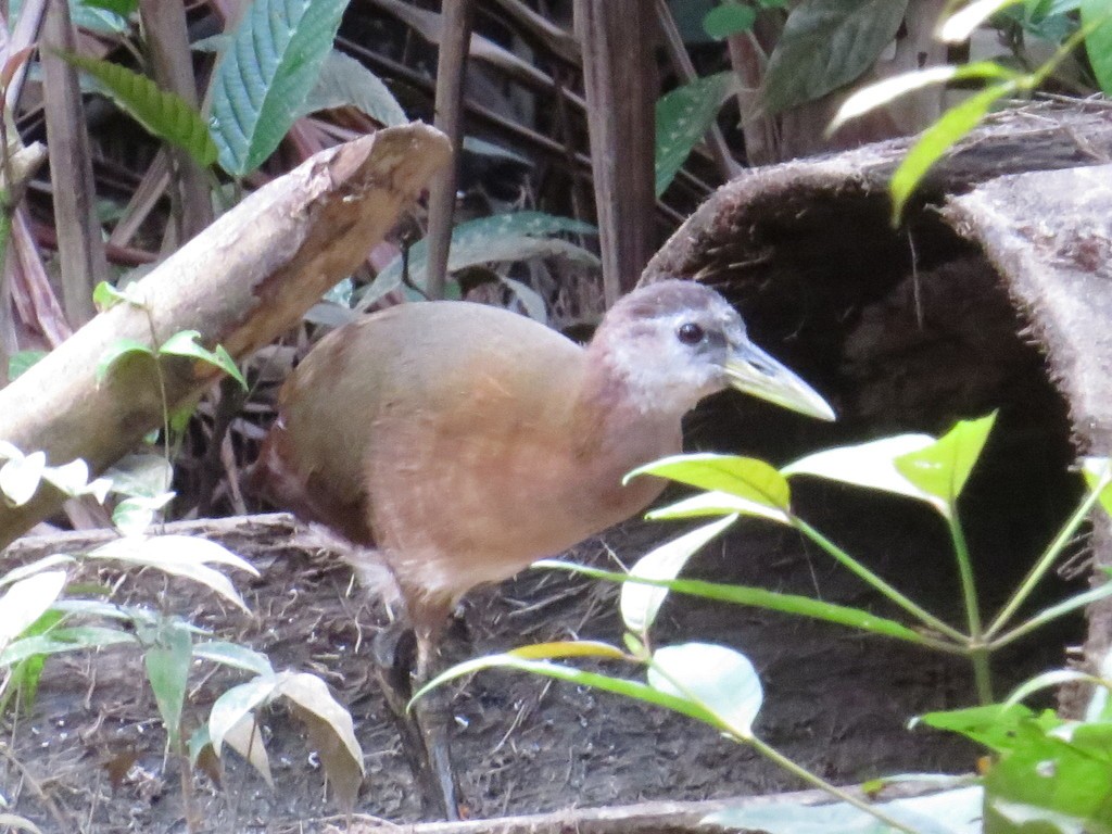 Frango-de-água-da-nova-guiné (Megacrex inepta)