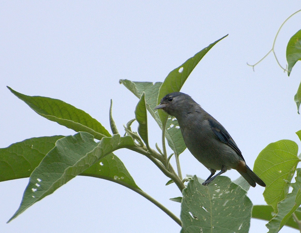 Roodbuikspitssnavel (Conirostrum speciosum)