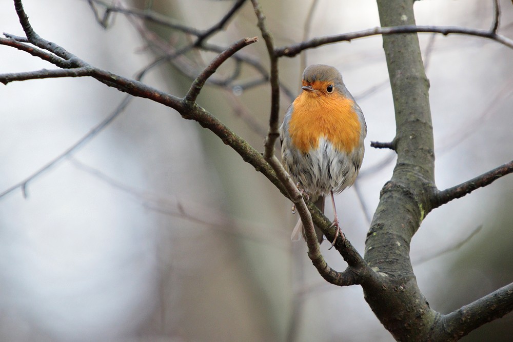 Erithacus rubecula rubecula (Erithacus rubecula rubecula)