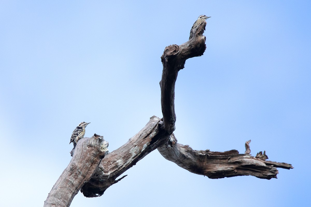 Grey-capped Pygmy Woodpecker (Yungipicus canicapillus)