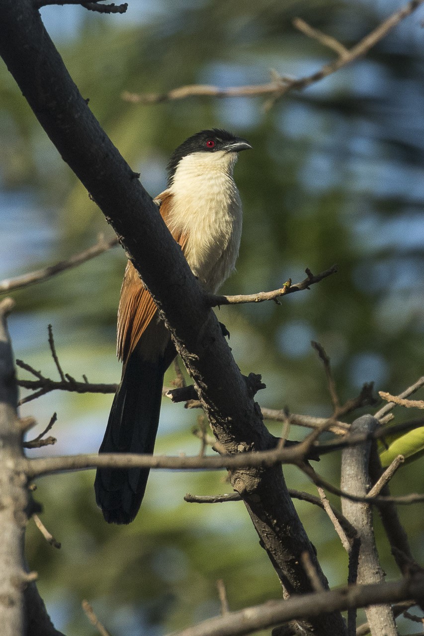 Coucal du Sénégal (Centropus senegalensis)