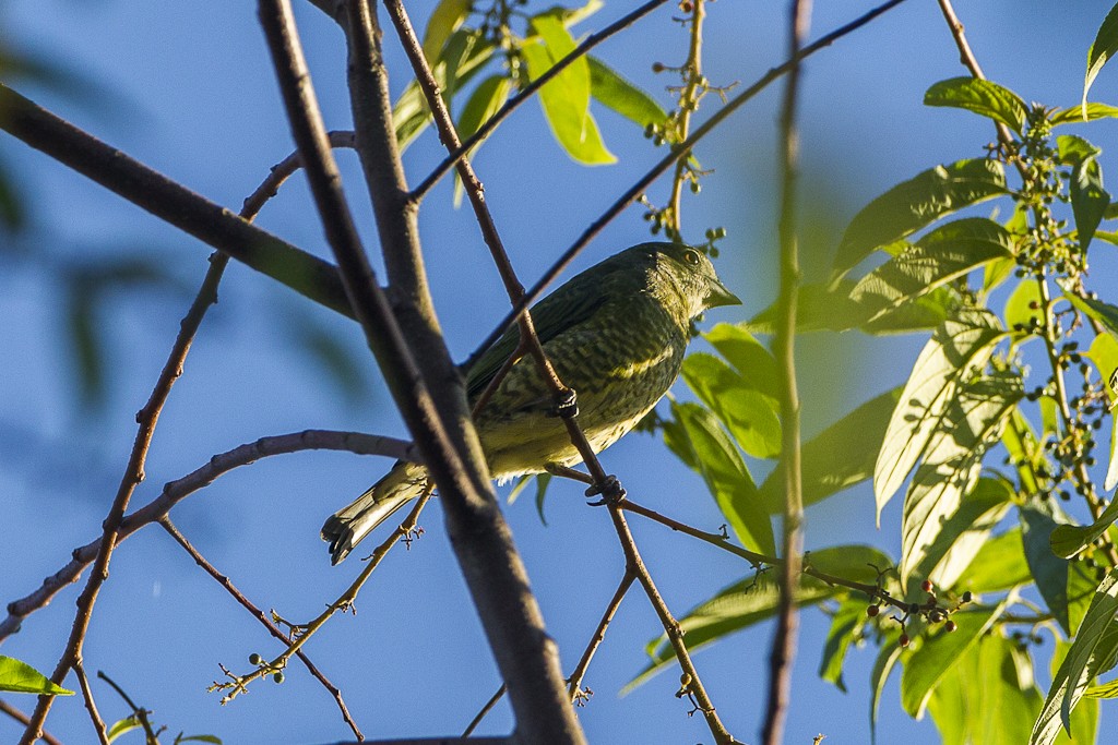 Tanagra rondine (Tersina viridis)