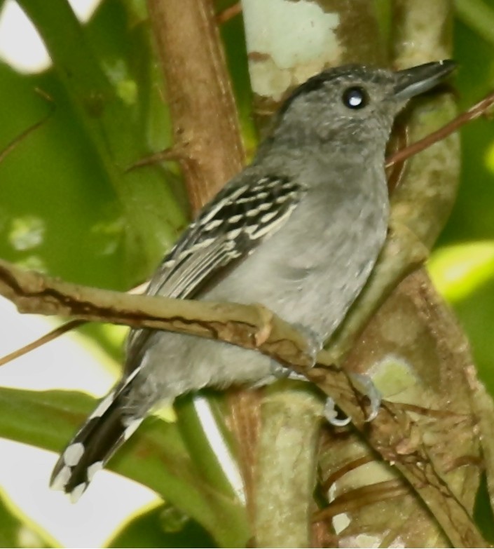 西方藍灰蟻鵙 (Thamnophilus atrinucha)