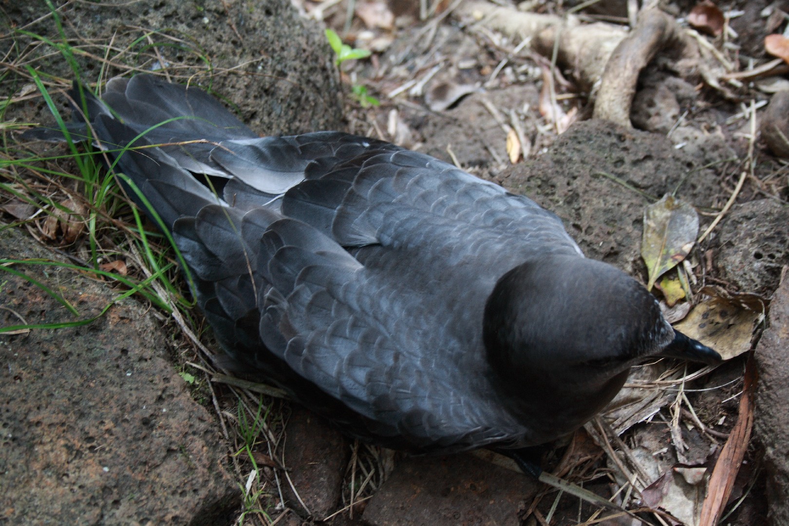 Solanders Stormvogel (Pterodroma solandri)