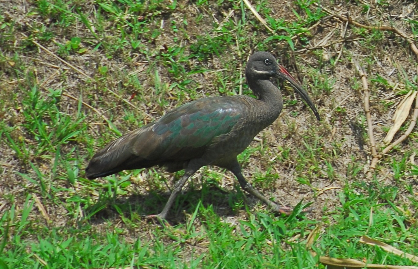 Ibis hadada (Bostrychia hagedash)