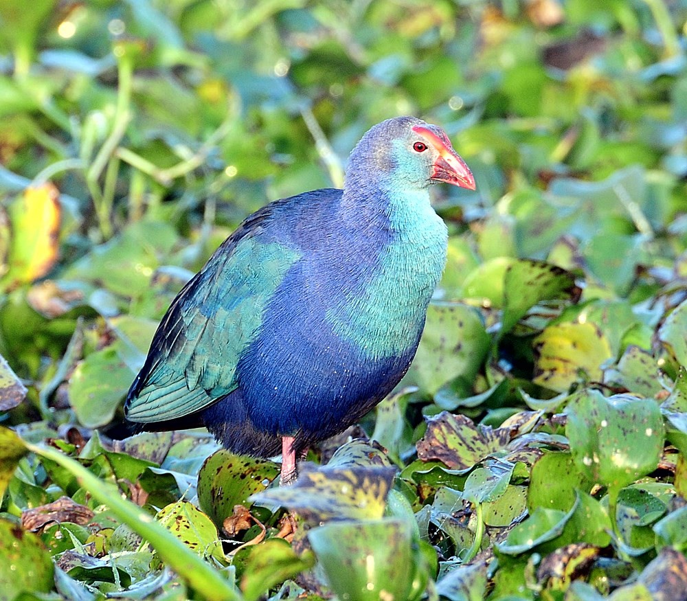 Western Swamphen (Porphyrio porphyrio)