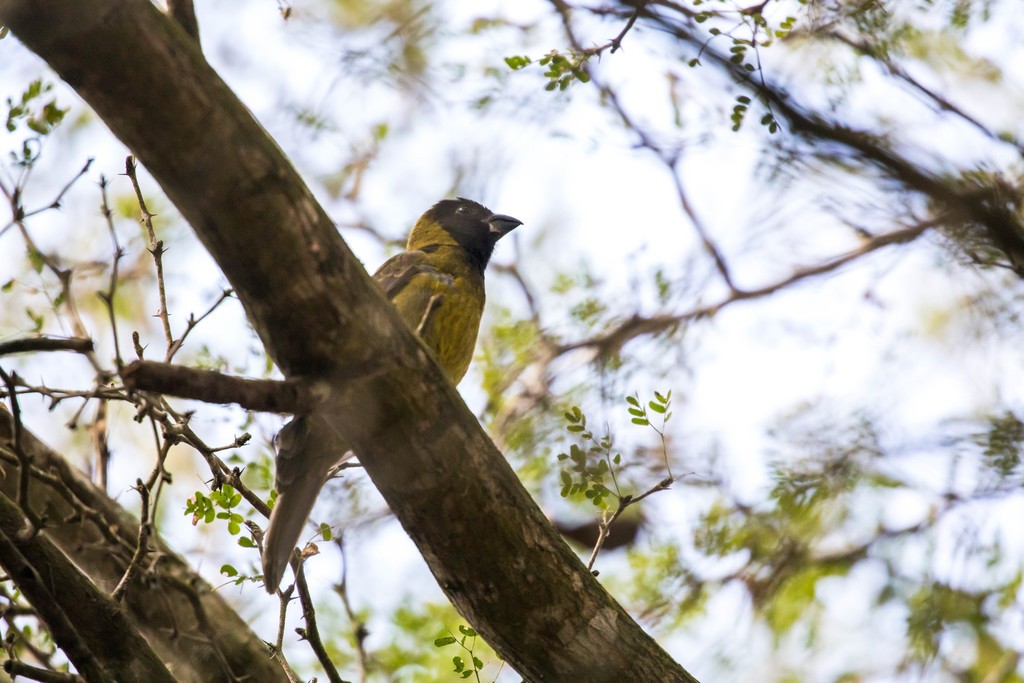 Crimson-collared Grosbeaks (Rhodothraupis)