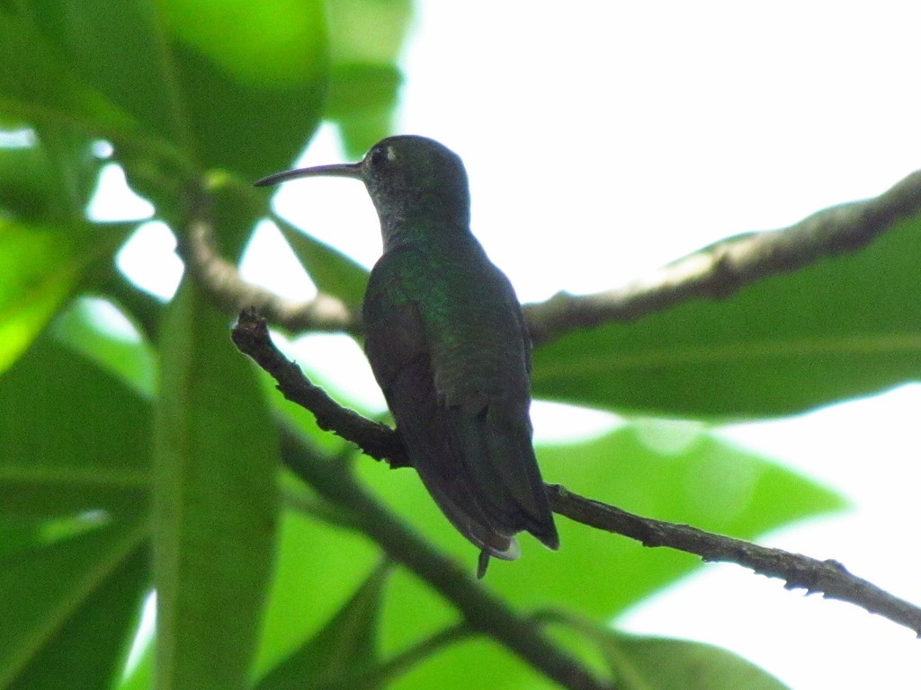 Amazilia hondureña (Amazilia luciae)