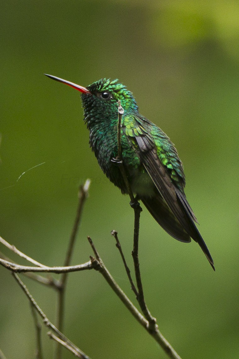 Typical emeralds (Chlorostilbon)