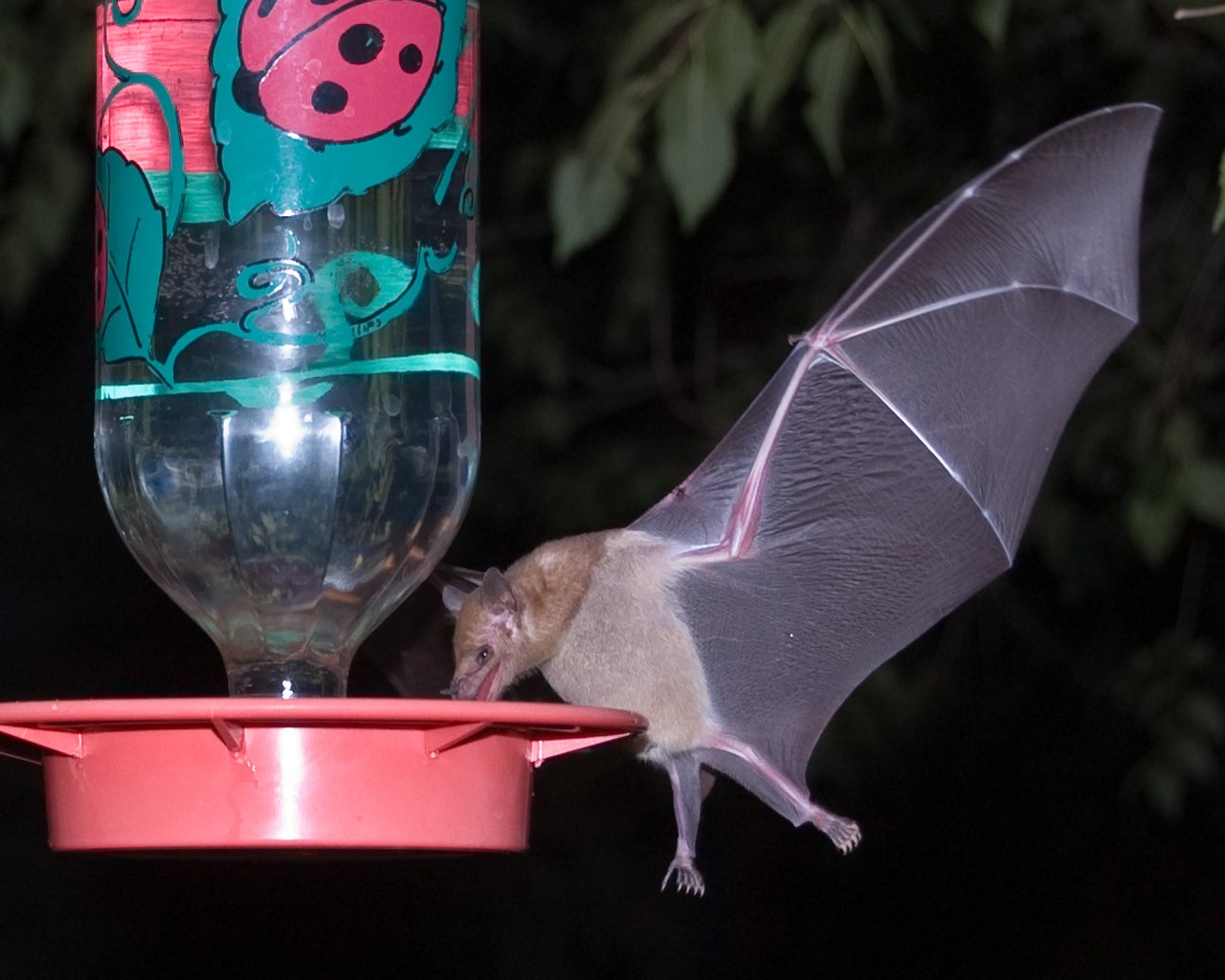 Mexican long-tongued bat (Choeronycteris mexicana)