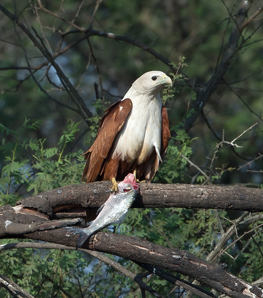 Haliastur Kites (Haliastur)