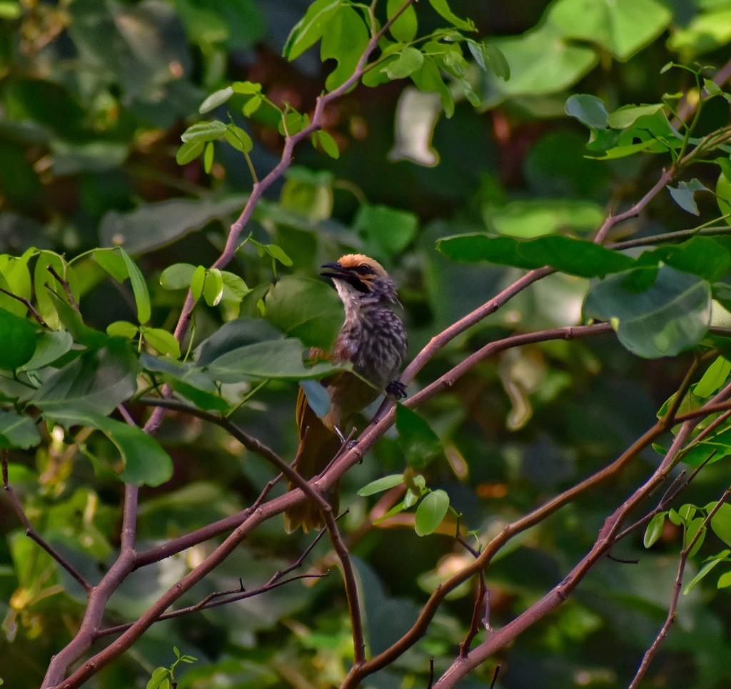 Straw-headed Bulbul (Pycnonotus zeylanicus)