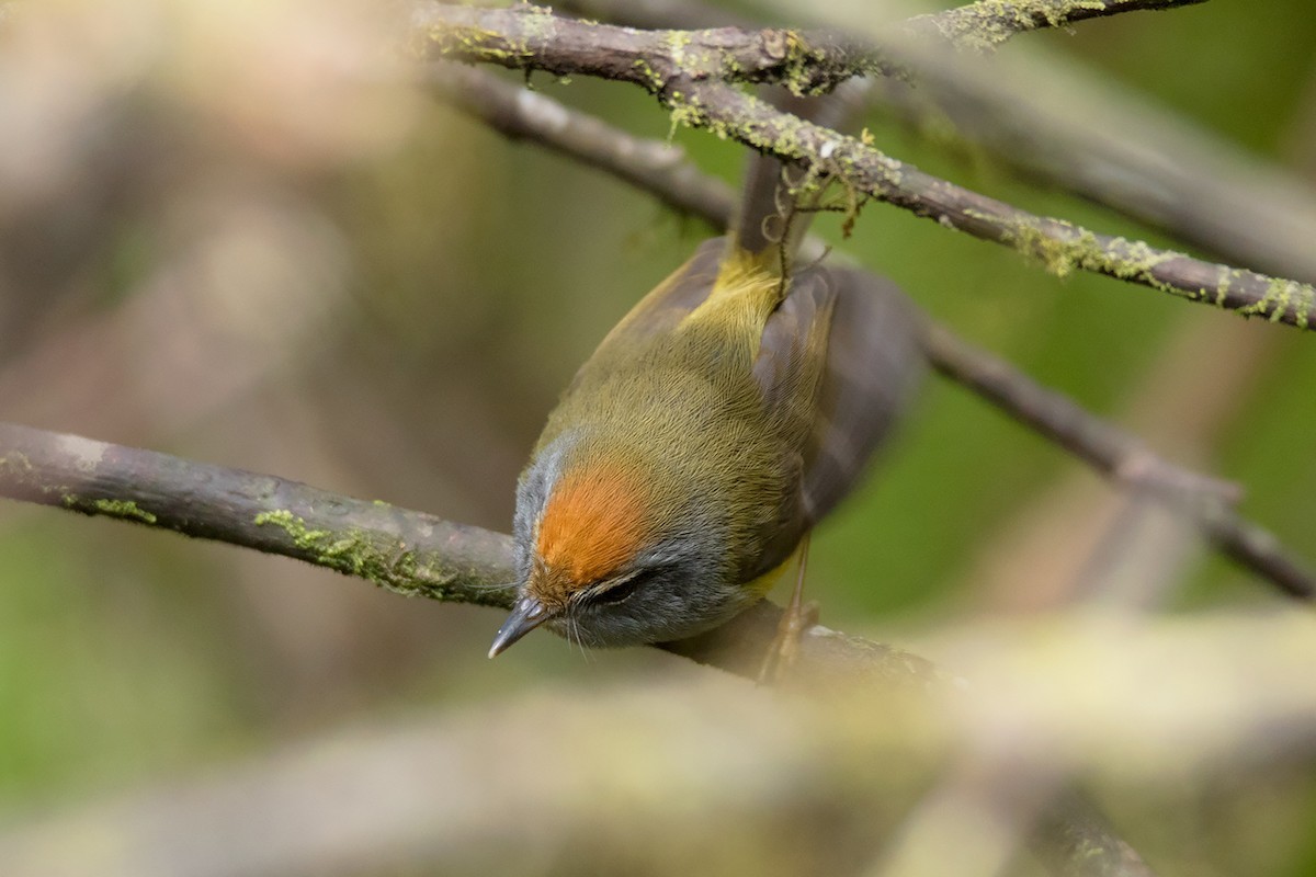 Breitschnabel-Dickichtsänger (Tickellia hodgsoni)